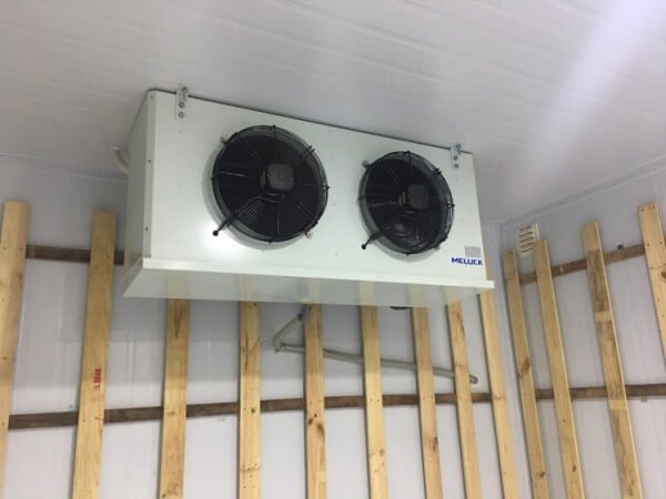 dan-lanh-meluck-dd-2-1-1703085234-medium dan lanh meluck dd 2 1 1703085234 medium